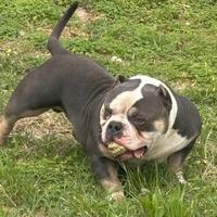 Stallone AmericanBullyPocket Extreme