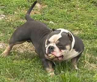 Stallone AmericanBullyPocket Extreme