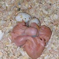 Pullo parrocchetto dal collare