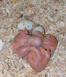 Pullo parrocchetto dal collare