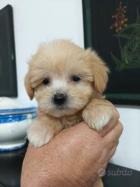 Maltipoo femmina piccolissima