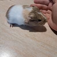 Porcellini d'india