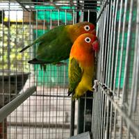 Inseparabili fischer