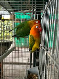 Inseparabili fischer