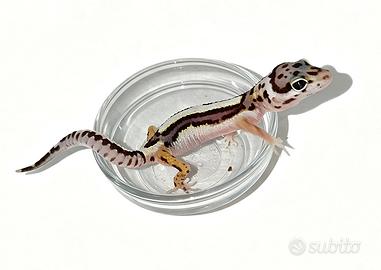 Baby geco leopardino, teca, insetti