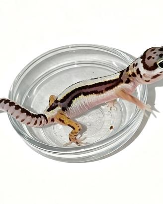 Baby geco leopardino, teca, insetti