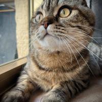 Scottish fold per monta