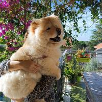 Chow chow