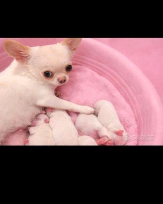 Chihuahua mini femminiy