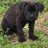 Cuccioli di cane corso