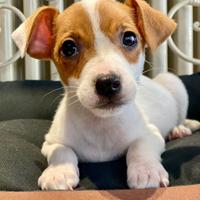 Cucciolo di Jack Russel