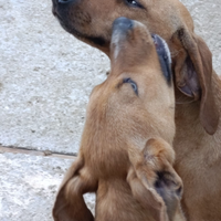 Poppi segugia bella e triste in canile