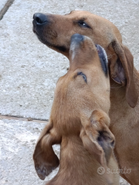 Poppi segugia bella e triste in canile