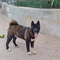 Akita americano maschi alta genetica