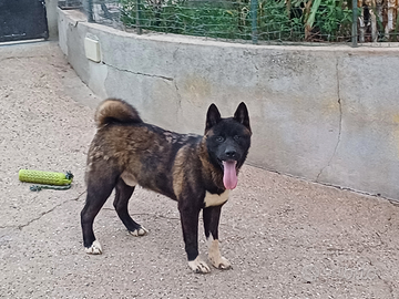 Akita americano maschi alta genetica