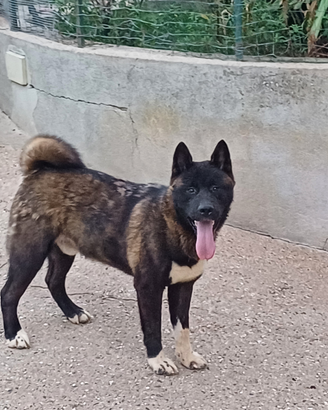 Akita americano maschi alta genetica