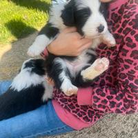 Border collie con pedigree da bellezza