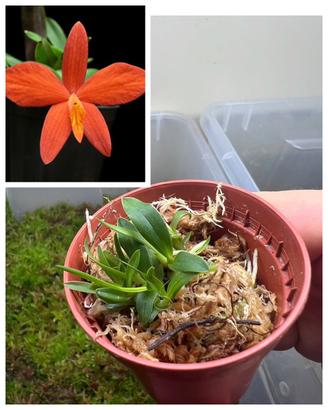 Orchidea Sophronitis miniata