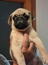 carlino
