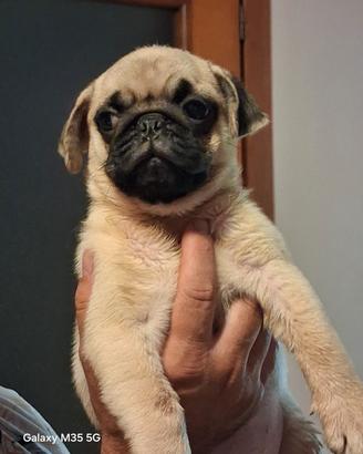 carlino