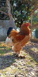 Gallo Brahma