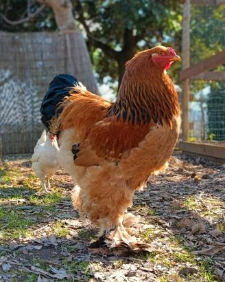 Gallo Brahma