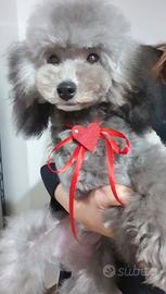 Barbone toy silver con pedigree Enci