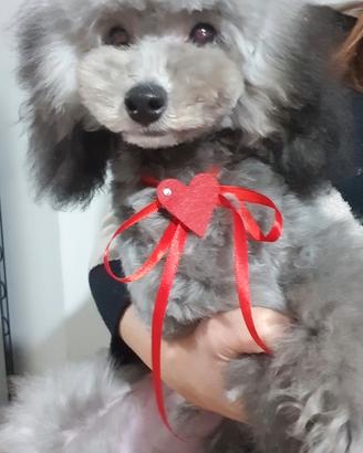 Barbone toy silver con pedigree Enci