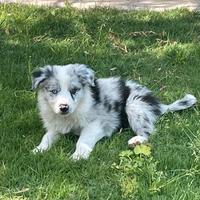 Border collie