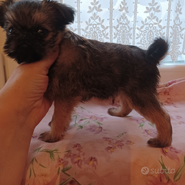 Cuccioli Griffoncino Bruxelles