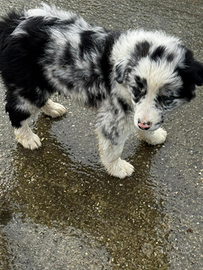 Border collie