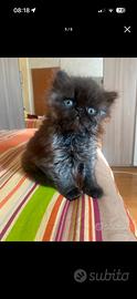 Gattino Persiano Black smoke, ultimo