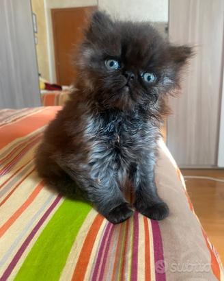 Gattino Persiano Black smoke, ultimo