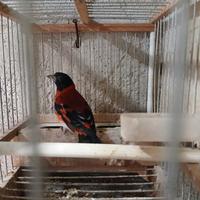 Cardinalino