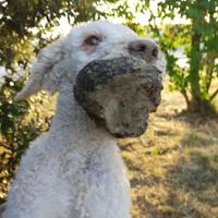 Lagotto romagnolo addestrato