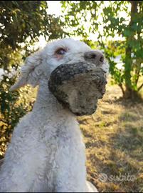 Lagotto romagnolo addestrato
