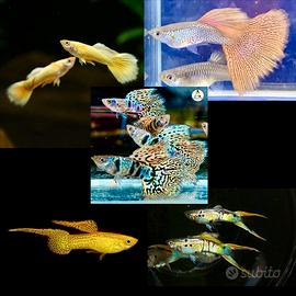 Guppy show