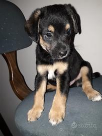 Cuccioli di mix beglee/pincher