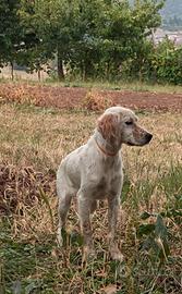 Setter cucciola 7 mesi  