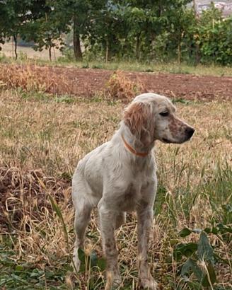 Setter cucciola 7 mesi  