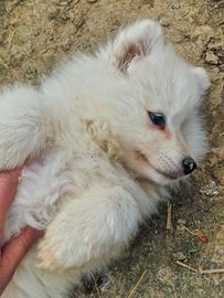 Cuccioli di Samoiedo siberiano