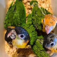 Caicco testa nera e gialla