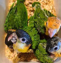 Caicco testa nera e gialla