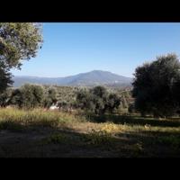 Terreno/uliveto-palombara sabina
