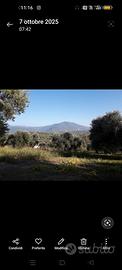 Terreno/uliveto-palombara sabina