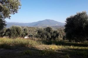 Terreno/uliveto-palombara sabina