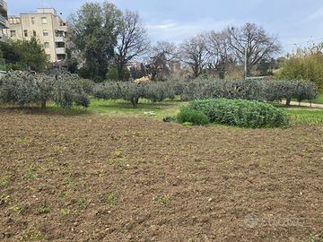 Terreno più piccolo Casetta più capannone