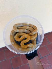 Serpente del grano