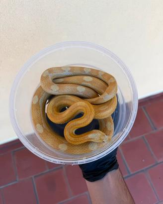 Serpente del grano