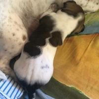 Cuccioli maschi jack russell